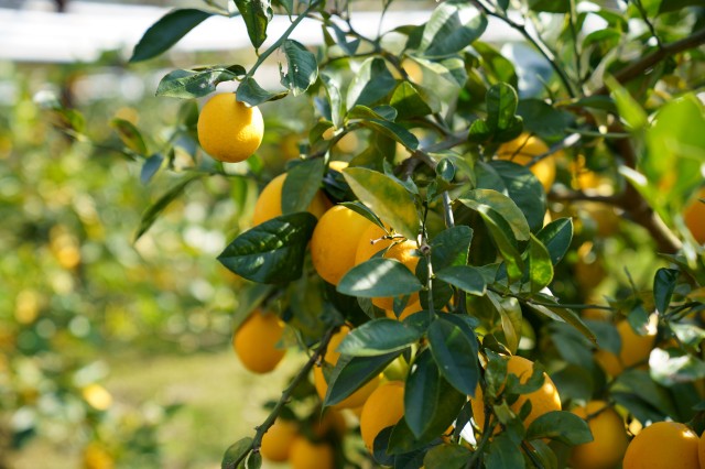 今季のレモン収穫始まっています。